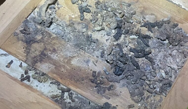 害獣被害の写真