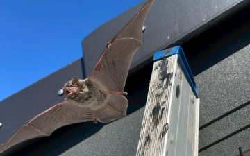 害獣(コウモリ)の写真