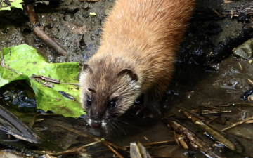害獣(イタチ)の写真