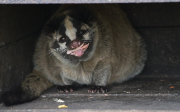 害獣(ハクビシン)の写真