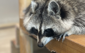 害獣(アライグマ)の写真