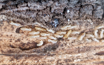 害獣(蜂・シロアリ)の写真