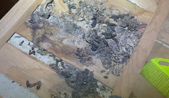 害獣被害の写真