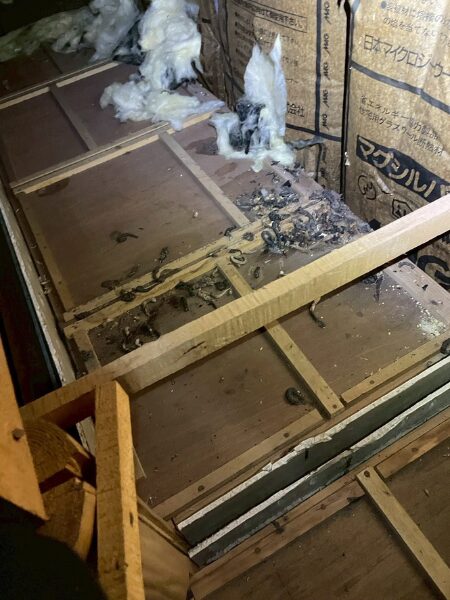 施工前:関市T様|ハクビシン_施工前