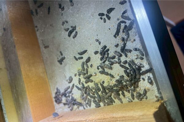 関市S様|ネズミ_糞