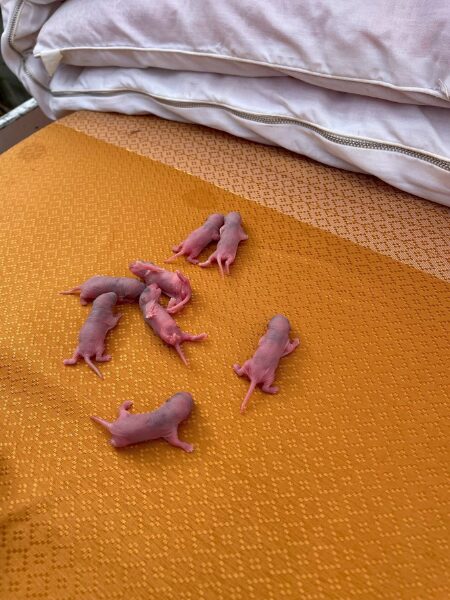 関市S様|ネズミ_子供