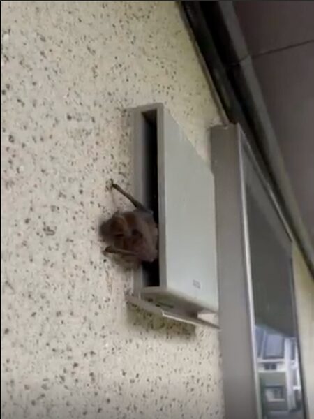 施工前:関市N様|コウモリ_個体