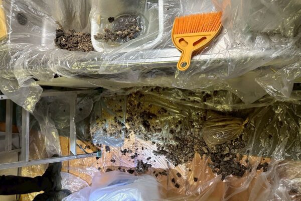 関市K様|アライグマ_清掃