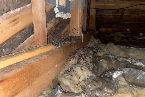 関市N様|コウモリ_屋根裏