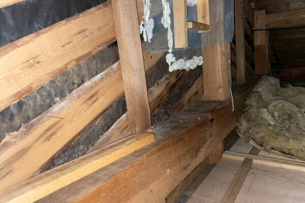 関市N様|コウモリ_屋根裏