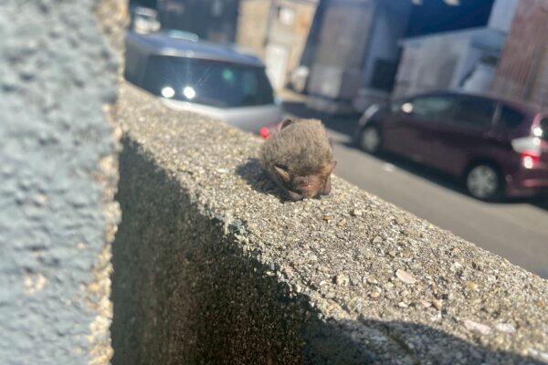 関市N様|コウモリ_個体