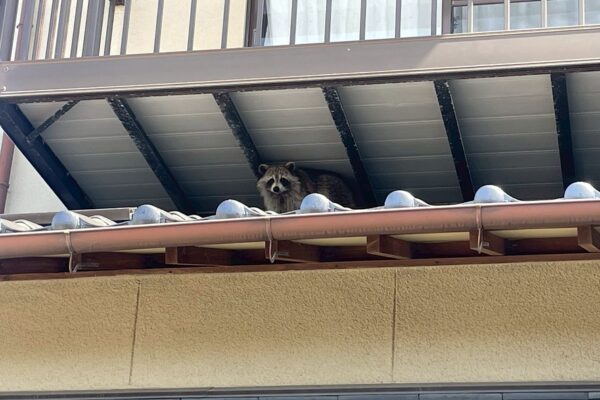 関市K様|アライグマ_捕獲前個体