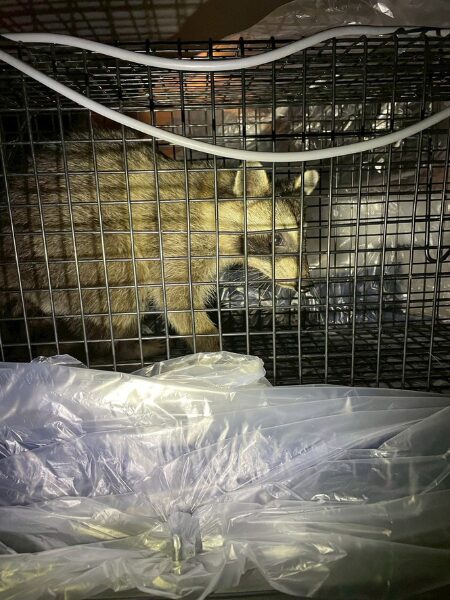 関市K様|アライグマ_個体捕獲