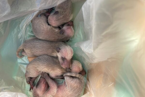 関市K様|アライグマ_子供捕獲