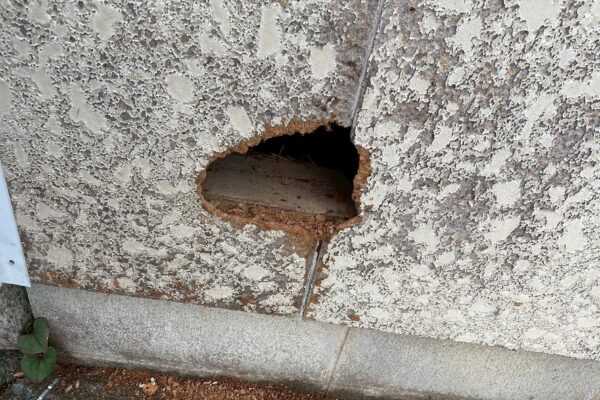 関市K様|アライグマ_施工前