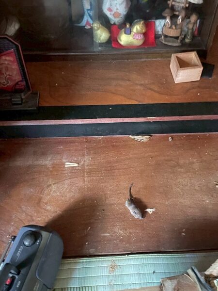 関市S様|ネズミ_個体