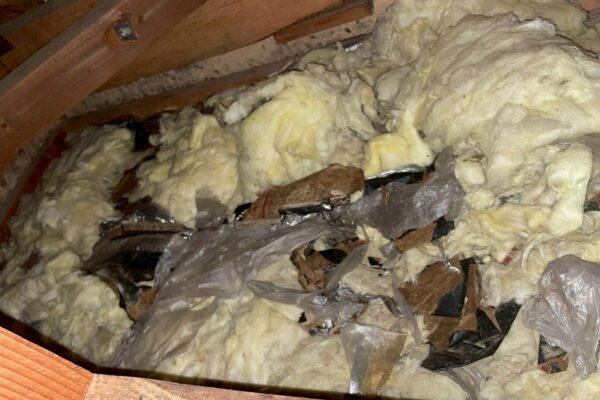 施工前:関市K様|アライグマ_施工前天井裏