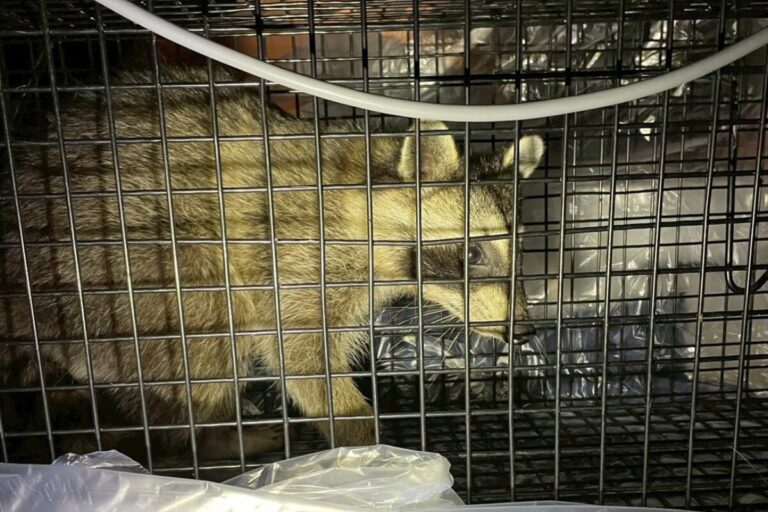 関市K様|アライグマ_アイキャッチ