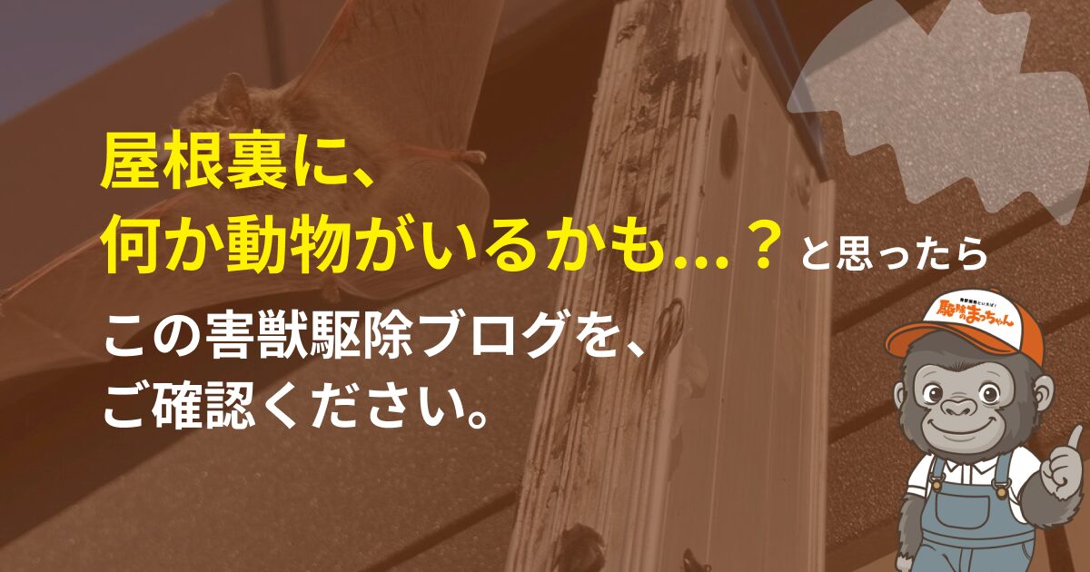 天井裏に動物がいるかも…どうしたらいい?という時に、まず知ってほしいこと