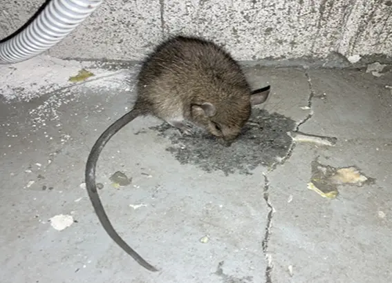 ネズミ駆除なら駆除のまっちゃん | 岐阜で再発防止まで対応