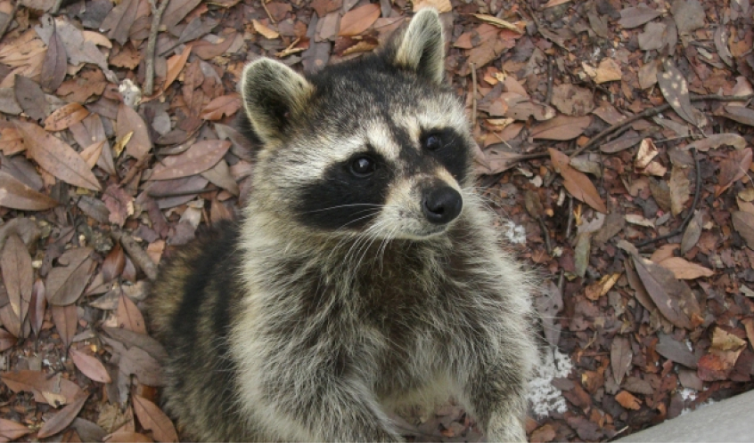 アライグマの写真