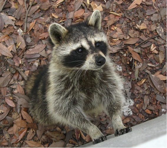 アライグマの写真