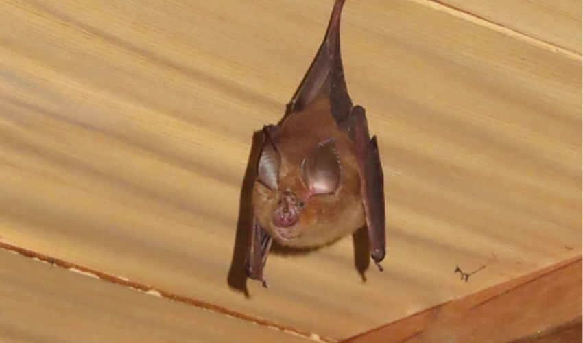 コウモリの画像