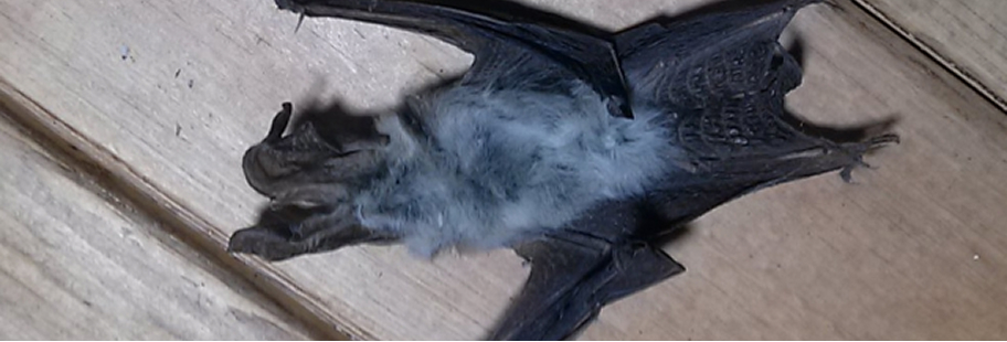 屋根から出入りするコウモリ