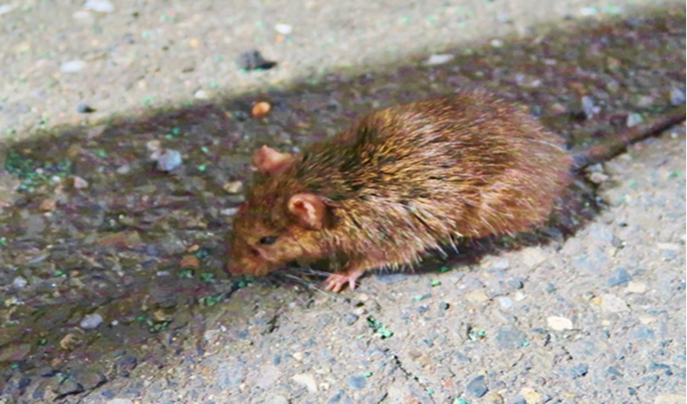 クマネズミの写真