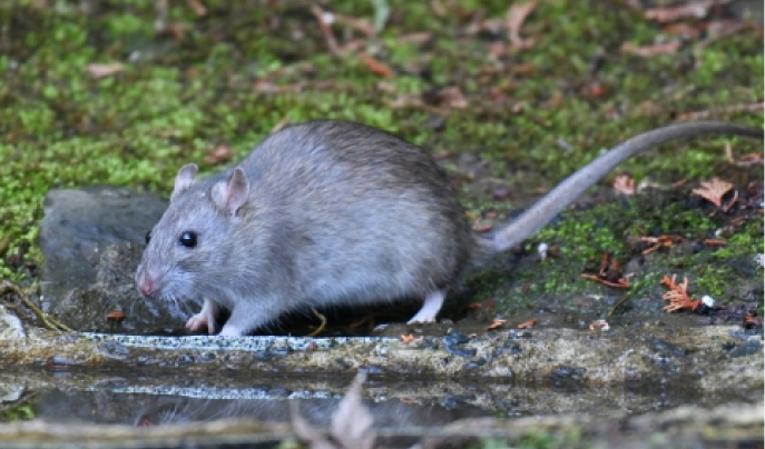 ドブネズミの写真