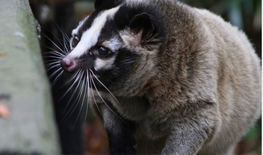 ハクビシンの写真