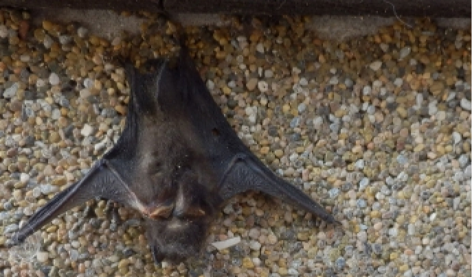 アブラコウモリの写真