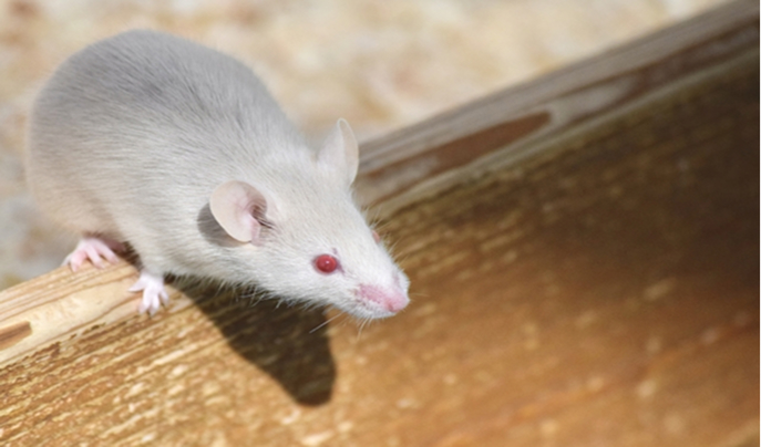 ハツカネズミの写真