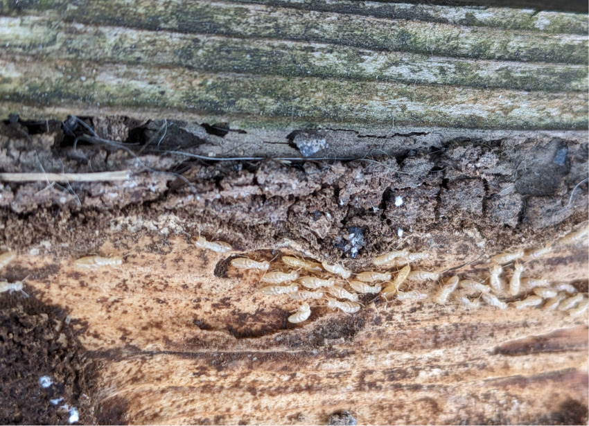 シロアリの写真