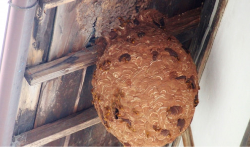 蜂の巣の写真