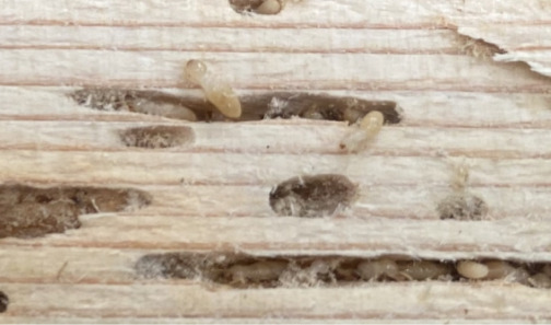 シロアリの写真