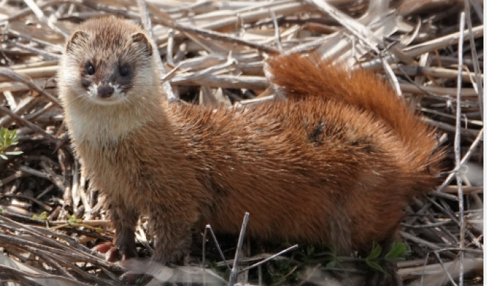 ニホンイタチの写真