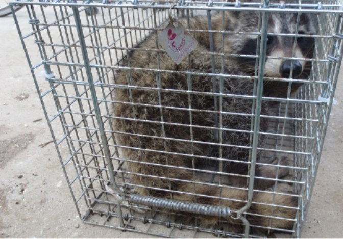 捕獲されたアライグマの写真