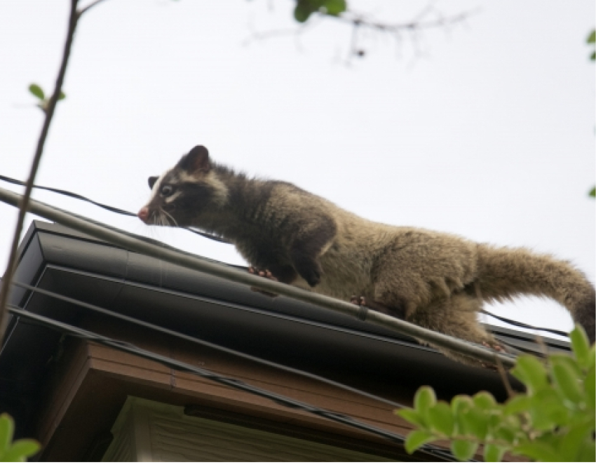 ハクビシンの写真