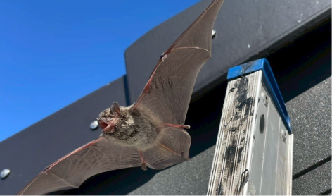 コウモリの写真