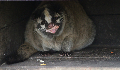 ハクビシンの写真