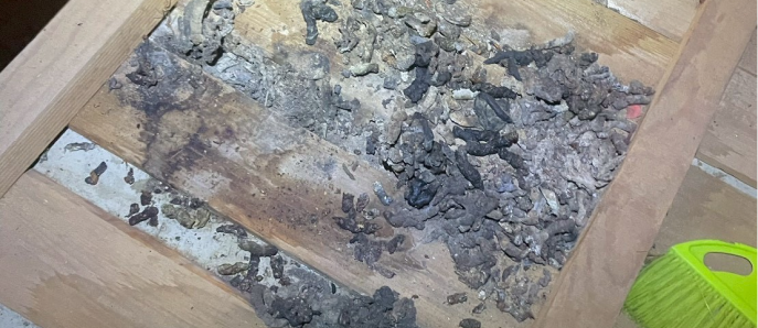 害虫駆除の被害写真