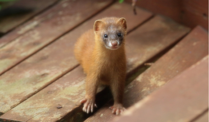 チョウセンイタチの写真