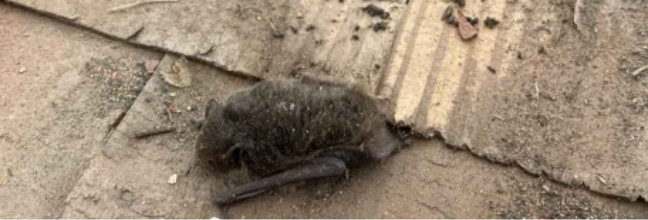 コウモリのフン