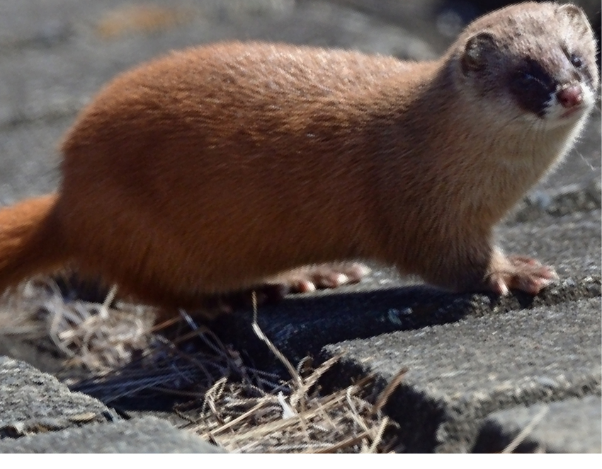 イタチの写真