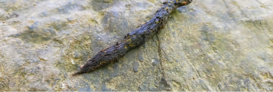 アライグマのフン