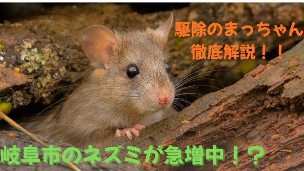 岐阜市のネズミの増加のお伝え