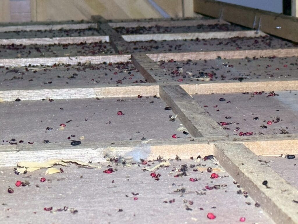 天井裏のノミダニ