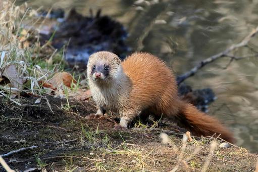 岐阜県でのイタチ被害対策