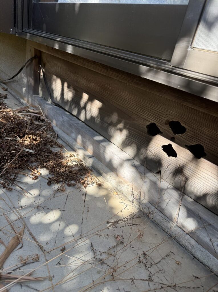 大垣市ネズミ駆除のネズミ侵入経路